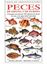 Peces de España y Europa