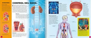 El cuerpo humano "Guía interactiva"